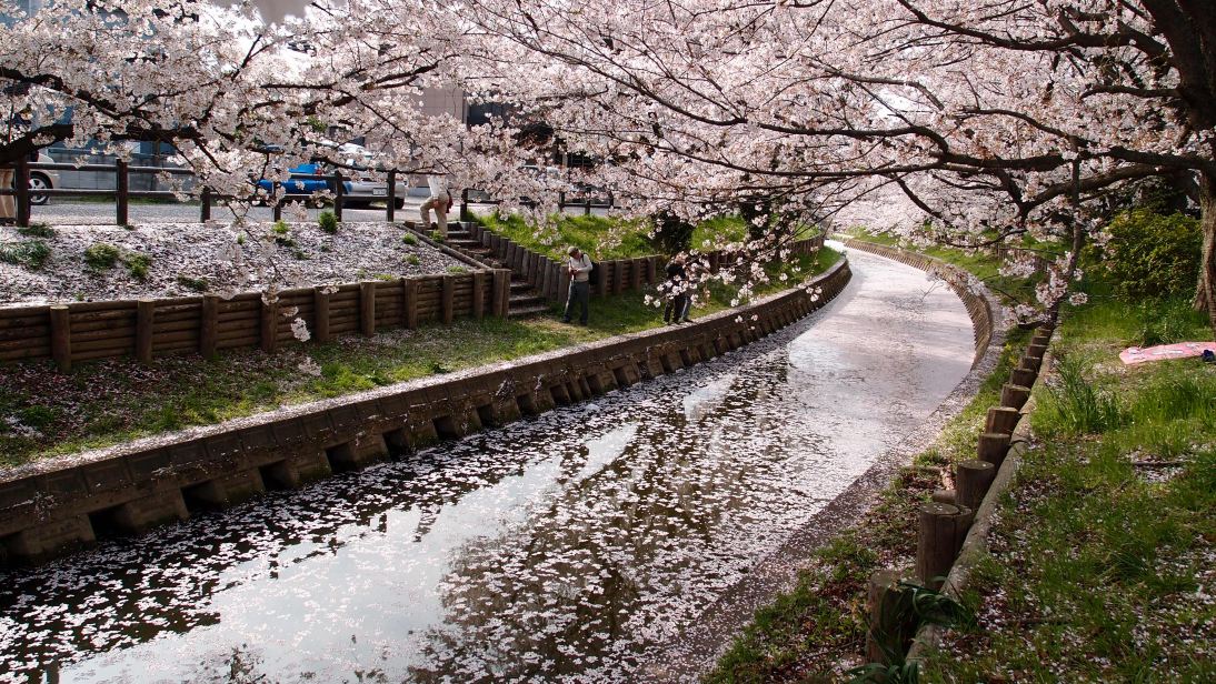 Cherry Blossom Season Japan: A Guide to the Best Places and Times to See Sakura in 2024