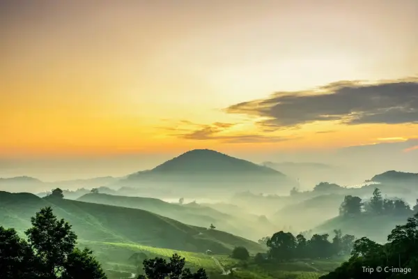 Ipoh to Cameron Highlands | Trip Guide