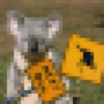 自营推荐官-澳新中东非日韩