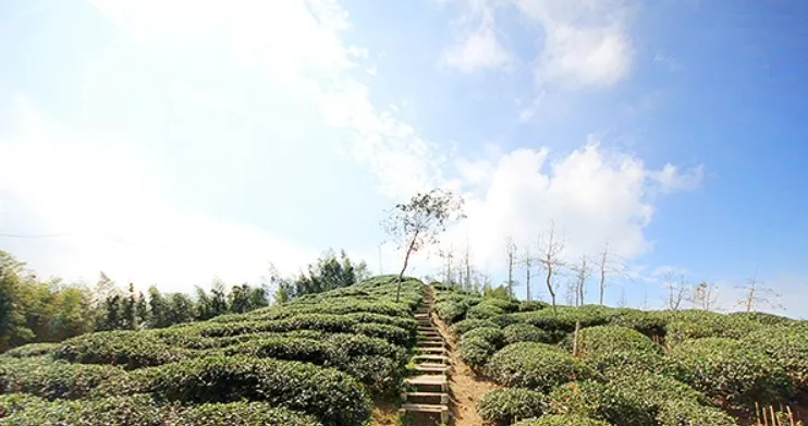南投大崙山茶園銀杏森林-茶園步道