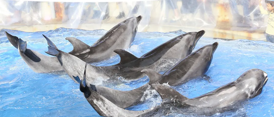 오이타 우미타마고 수족관