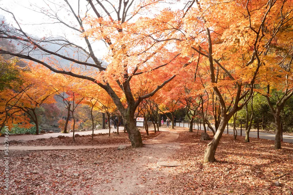 순창군 내장산 국립공원 (출처 : Adobe Stock @sephoto)