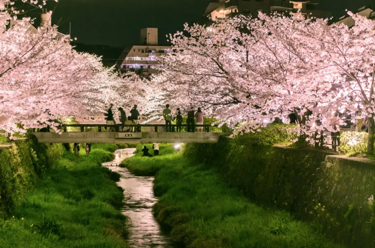 山口県,山口市,山口県立大学,一の坂川の桜のライトアップ