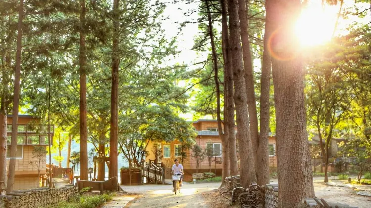 Nami Island: A Guide to Korea's Enchanting Half-Moon Isle