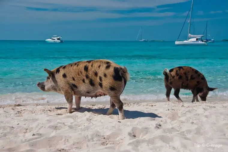 Bahamas trip cost - The pig beach