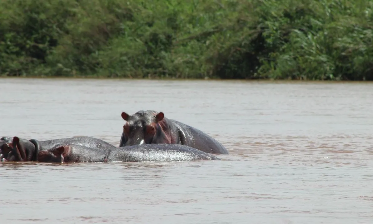 Rusizi National Park, South of Bujumbura