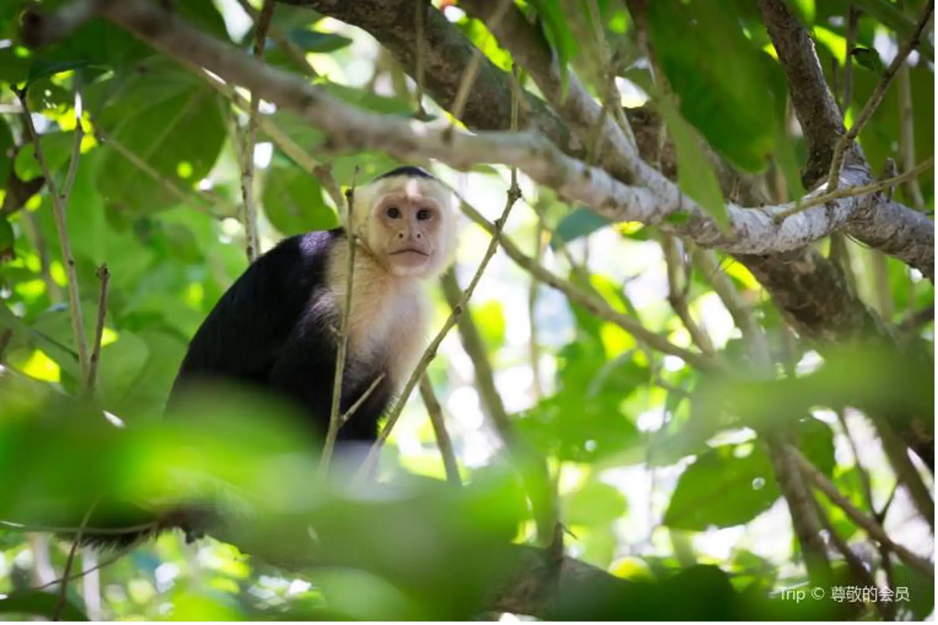 A monkey in Manuel Antonio National Park