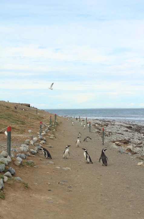 Magdalena Island, Punta Arenas