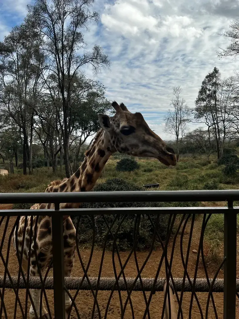Nairobi Giraffe Centre
