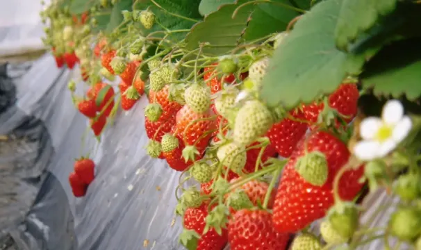 東金市, いちご