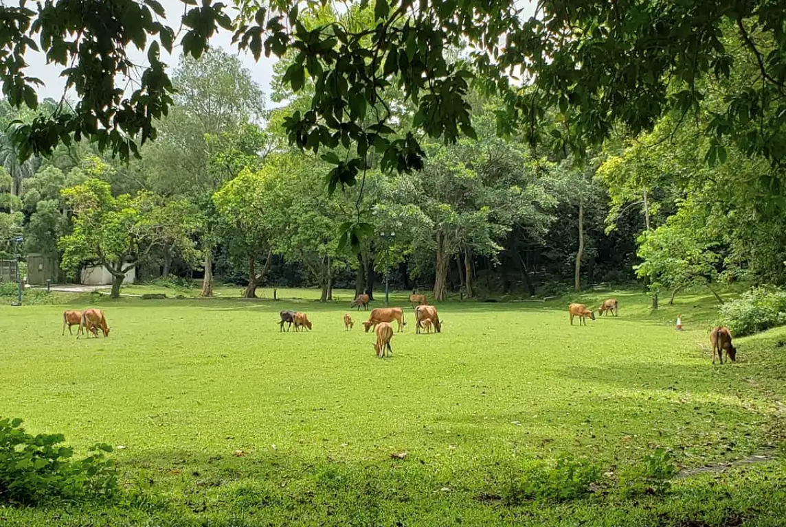 看著悠然自得的牛牛，煩惱都通通飛走了（Photo source: choyee888 @instagram）