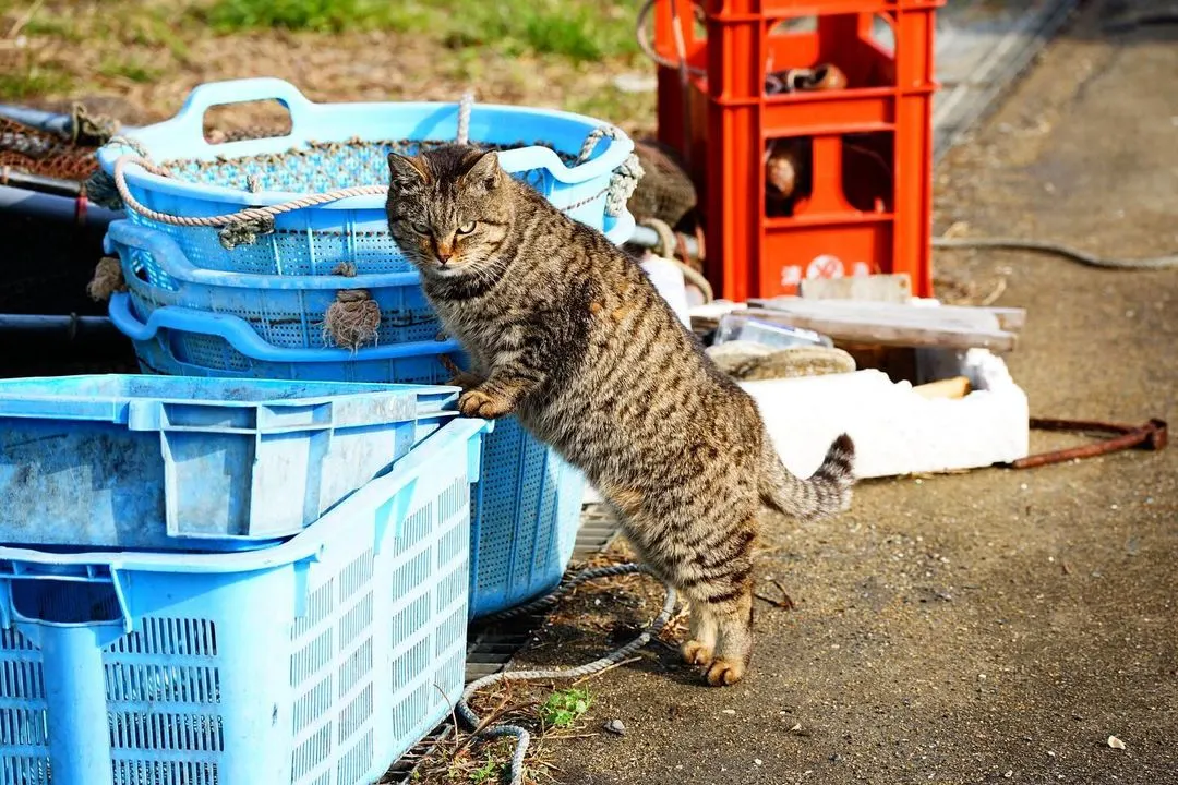 일본 후쿠오카 아이노시마섬 (출처 : Instagram @animeow_wildlife)