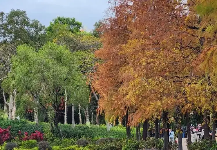不少遊客都會前來青衣公園欣賞紅葉