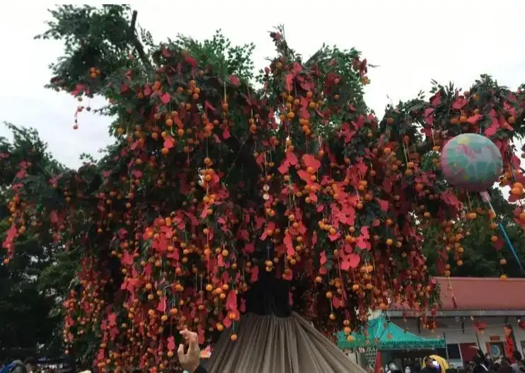 幾番嘗試後終於成功把寶牒拋上許願樹。