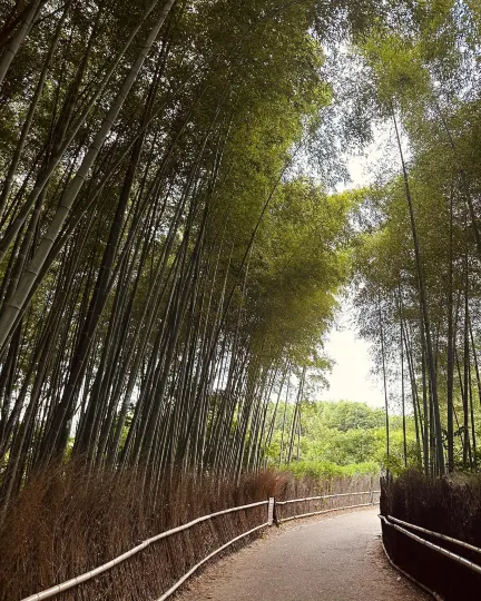 日本京都嵐山竹林之道