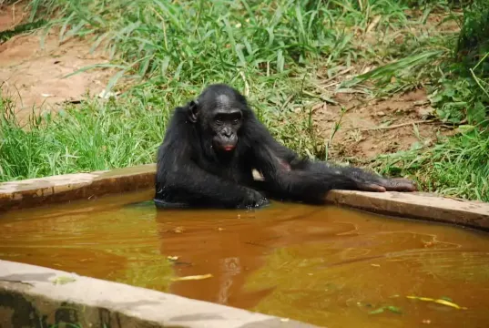 Lola Ya Bonobo, Kinshasa. Source: Photo by Irene2005/Flickr