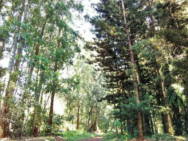 Karura Forest, Nairobi