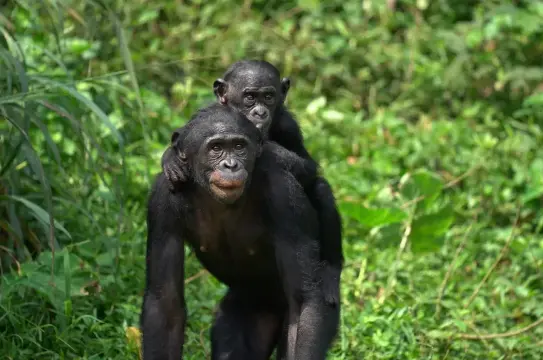 Lola ya Bonobo, Kinshasa