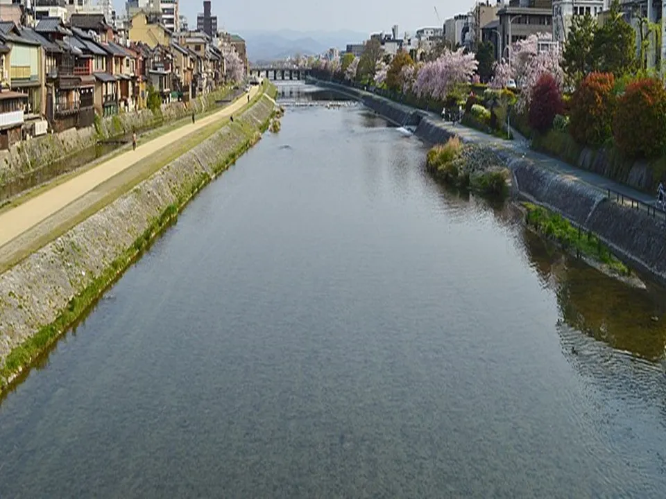 京都|鴨川|春