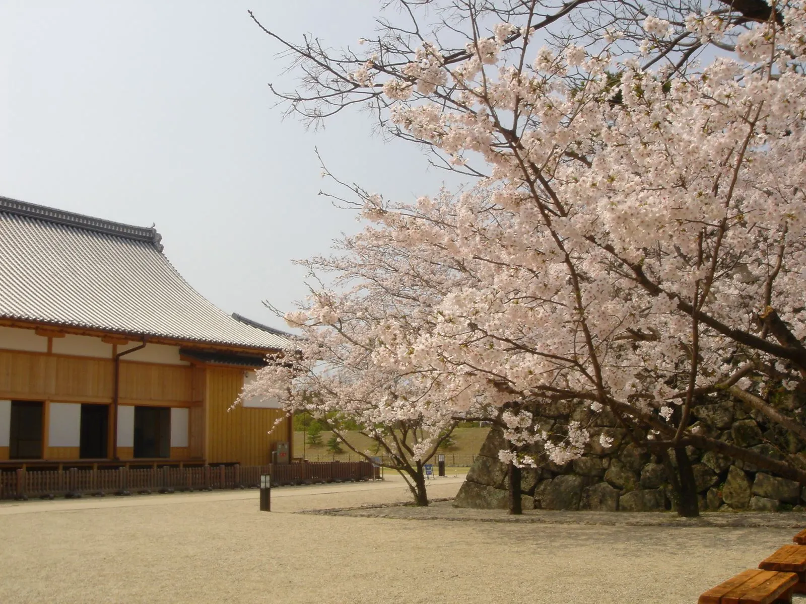 佐賀城公園春日賞櫻 