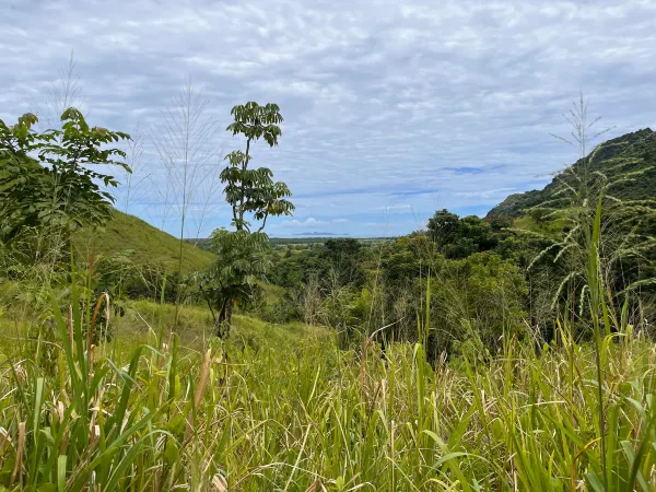 Natural landscpae in Nadi. Source: Photo by Cristina Seaborn on Unsplash