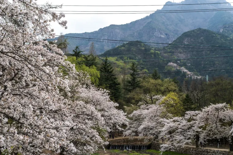 경상북도 고령군 
