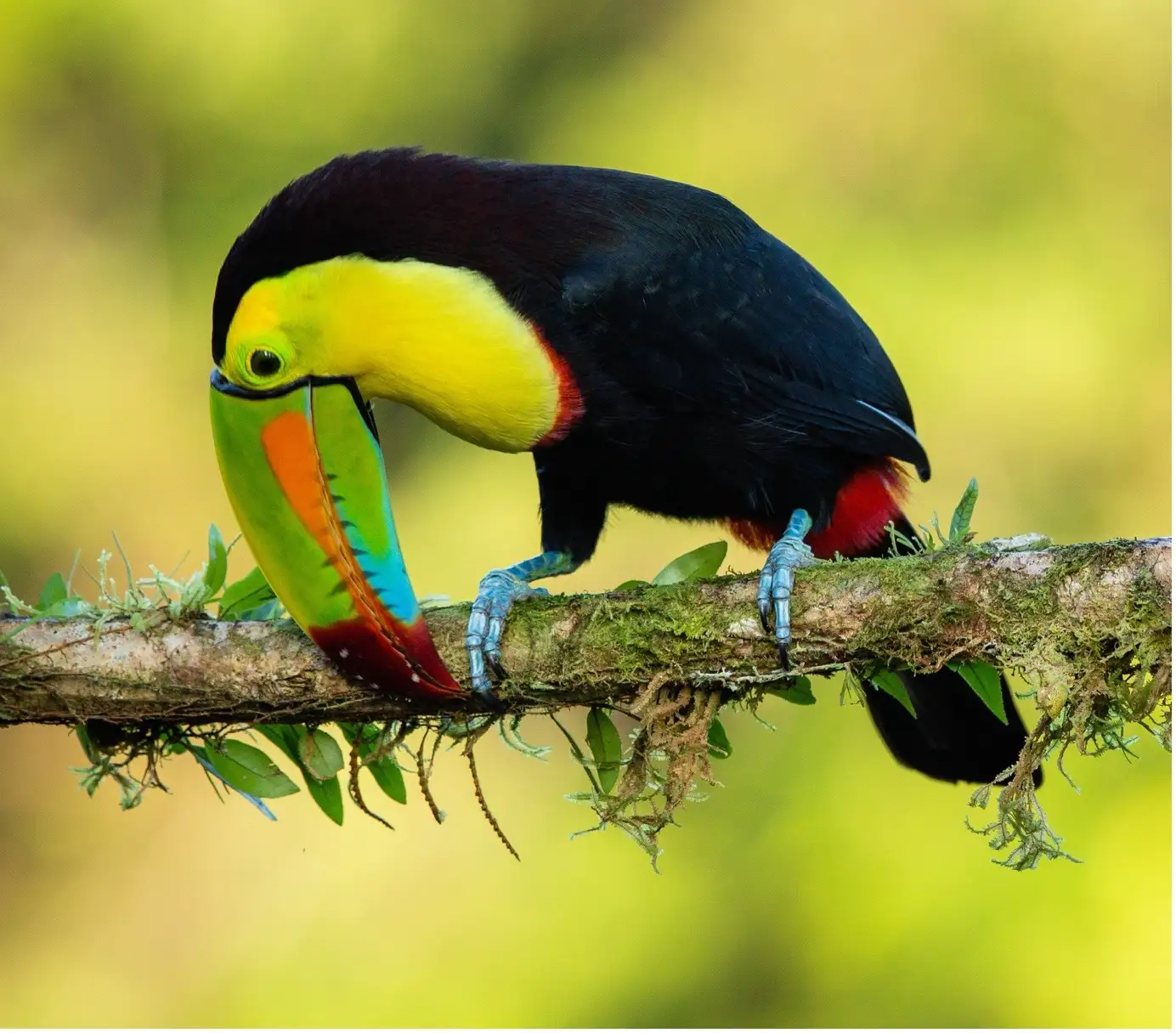 A Costa Rican toucan