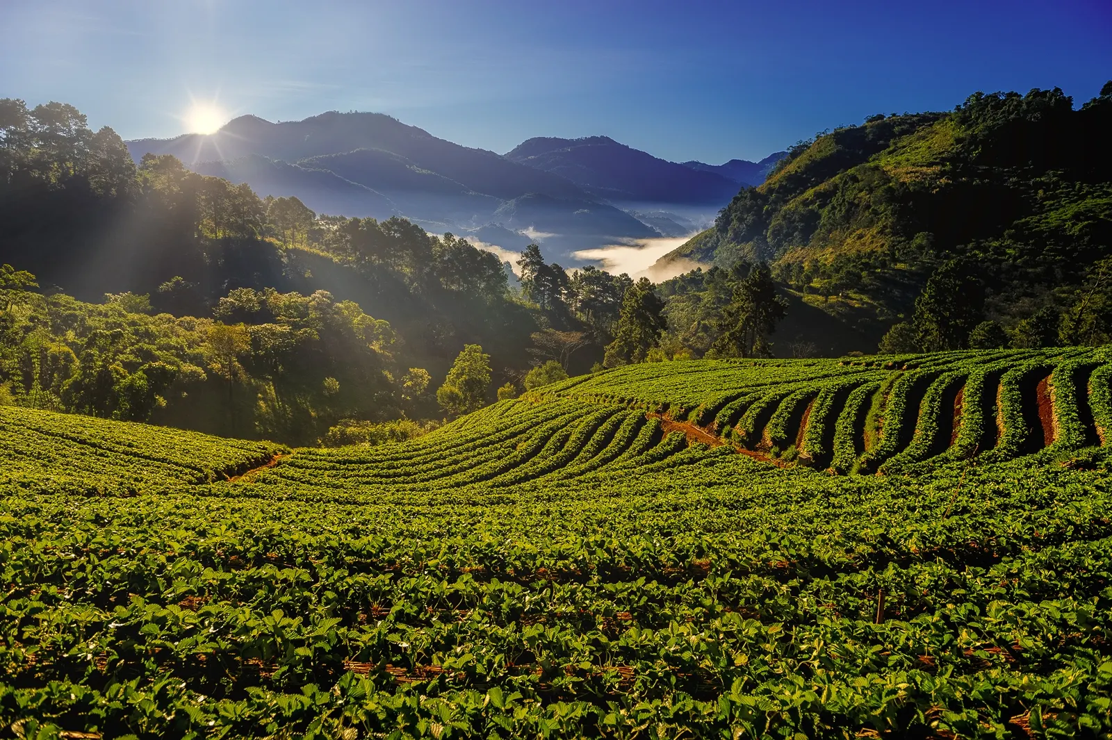 อำเภอพร้าว-สถานีเกษตรหลวงอ่างขาง (Source: การท่องเที่ยวแห่งประเทศไทย)