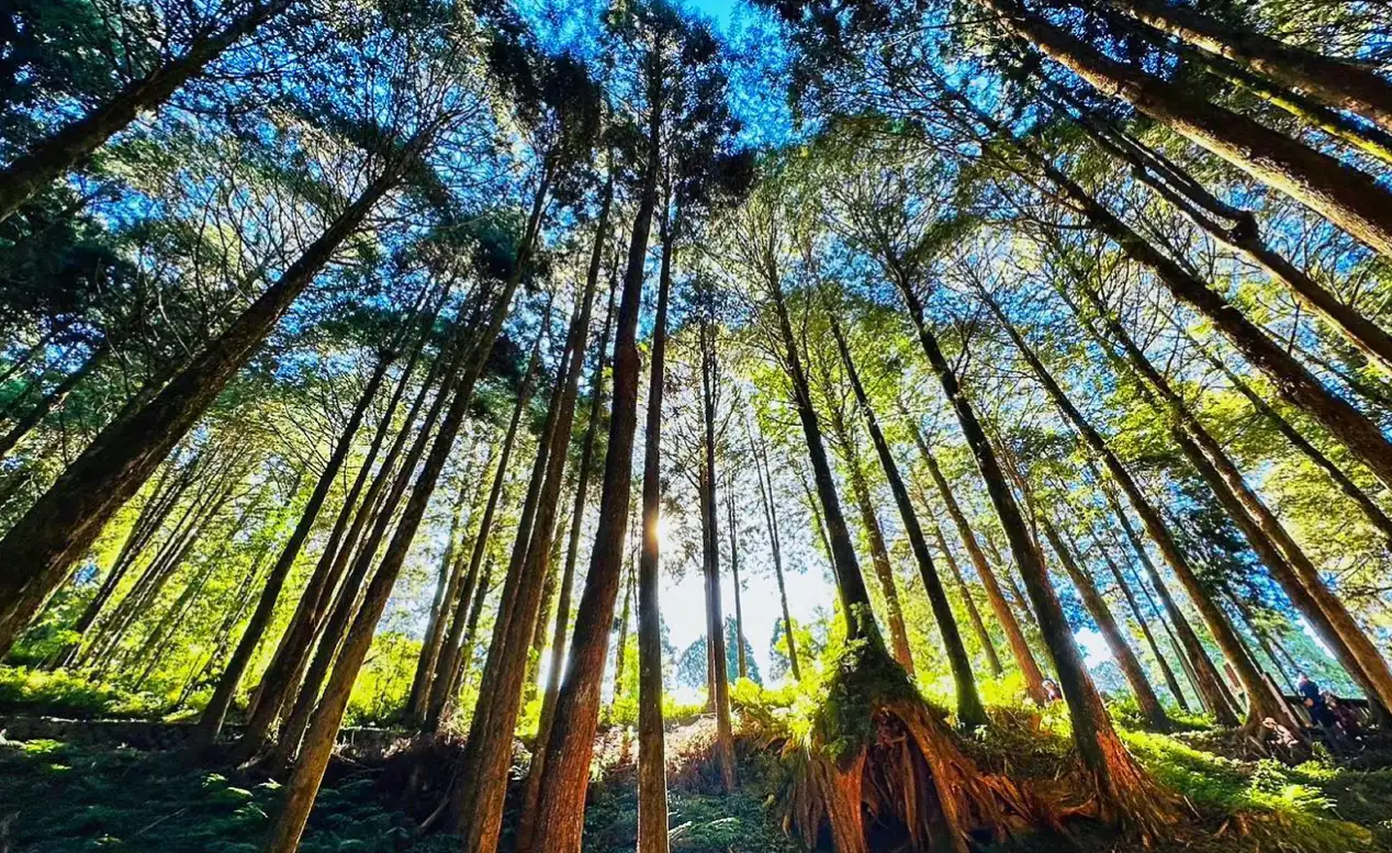 阿里山行程推薦 - 巨木群棧道