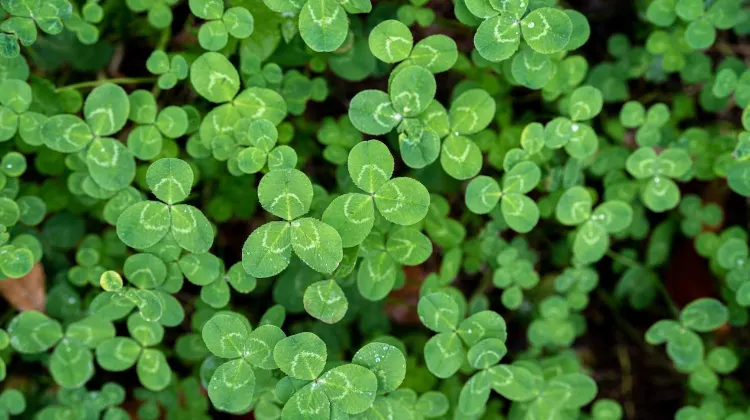 St. Patrick's Day- Shamrocks
