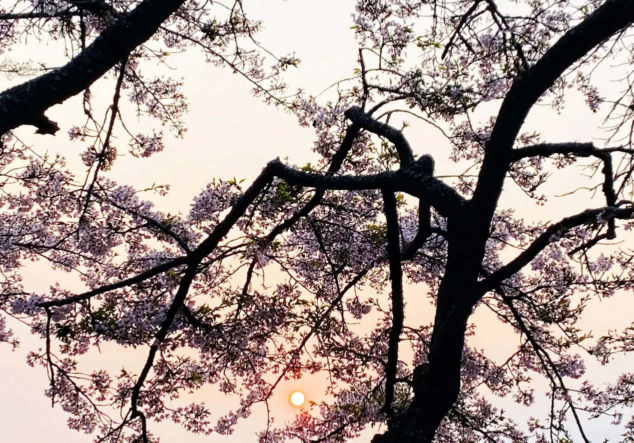 捕捉清晨第一道曙光，拍下櫻花與日出的合影