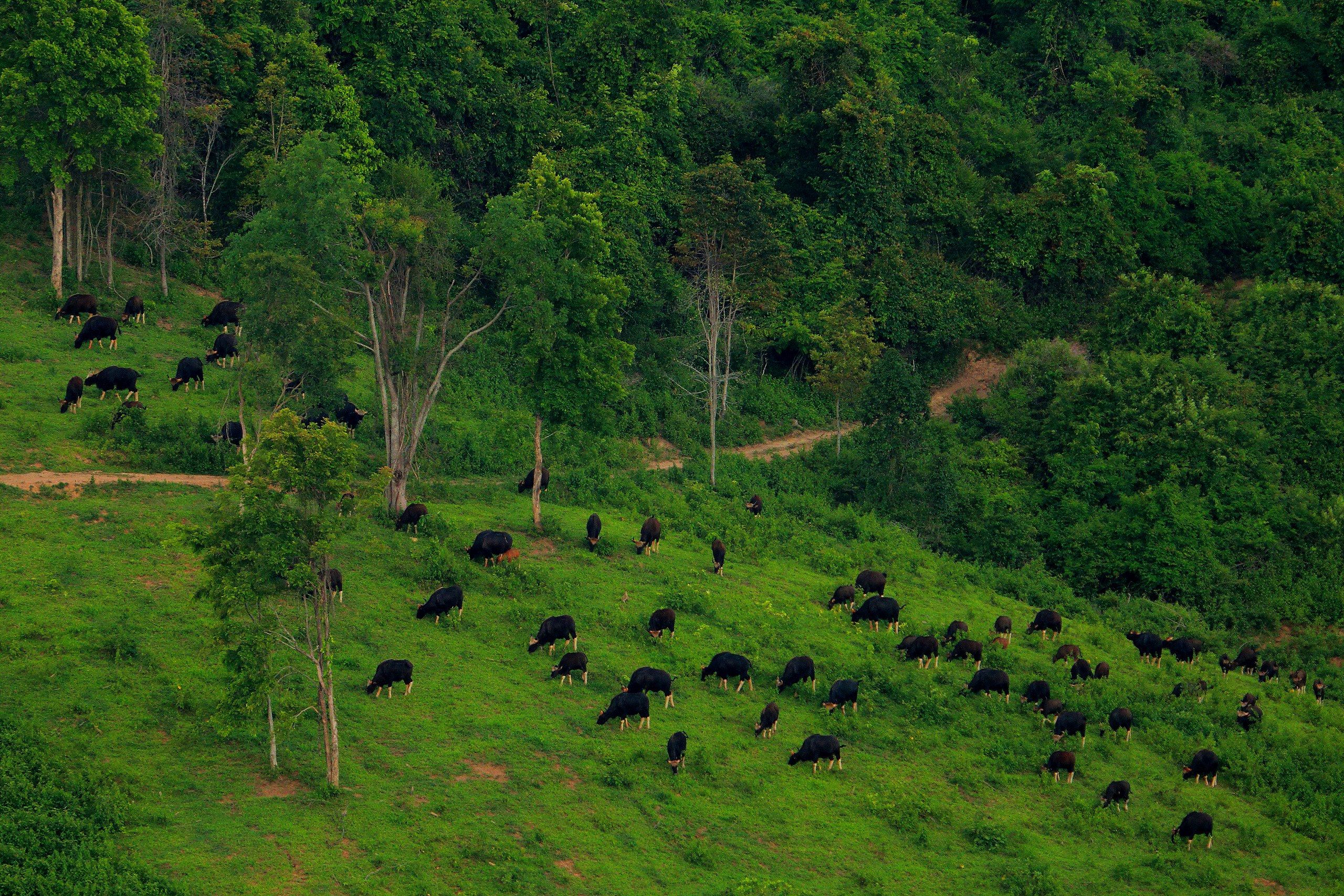 สัตว์ป่าออกหากิน - อุทยานแห่งชาติทับลาน (แหล่งที่มาของภาพ: wikimedia)