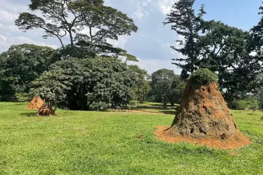Entebbe Botanical Garden
