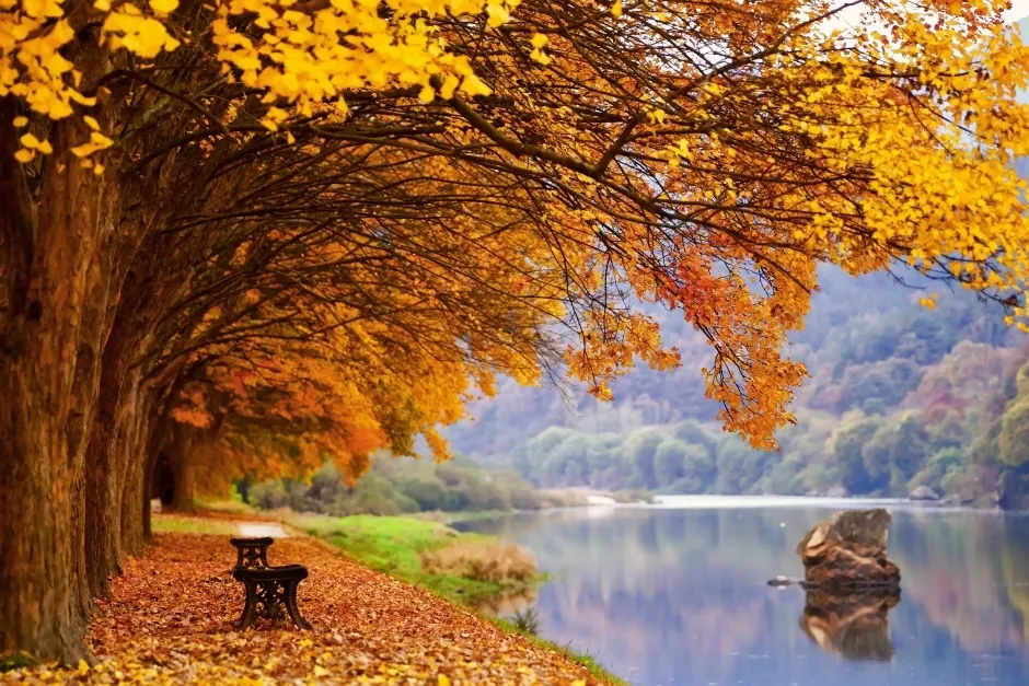 영동군 송호유원지 (출처 : 한국관광공사)