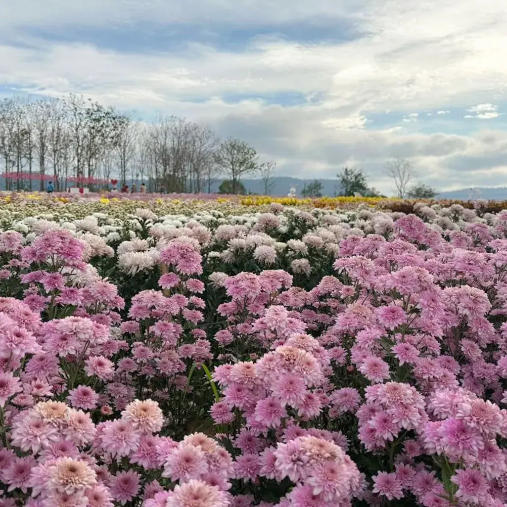 Flora Park - วังน้ำเขียว นครราชสีมา : ดอกไม้สีชมพู (Source: ศูนย์เรียนรู้ฯฟลอร่า พาร์ค)
