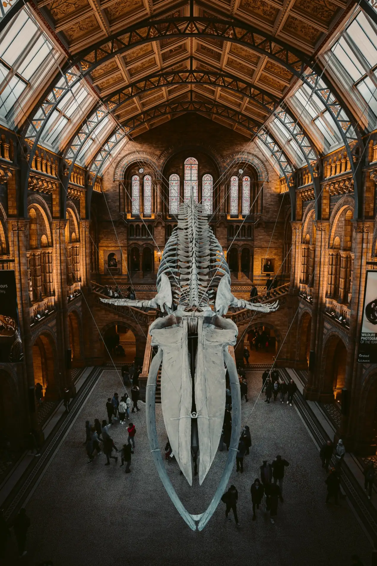 Fossils at Victoria and Albert Museum