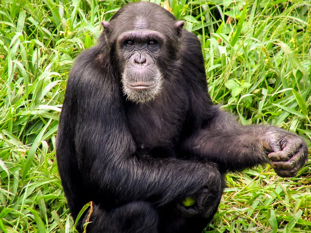 Ngamba Island Chimpanzee Sanctuary, Entebbe. Source: Photo by emeybee / Flickr