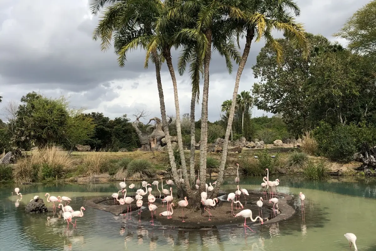 스카이 레이크 디즈니스 애니멀 킹덤 띰 파크