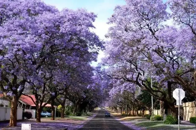 紫藍色的藍花楹同時綻放,非常壯觀。