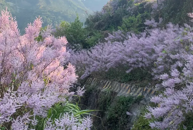 雲林古坑綠色隧道公園周圍美景。