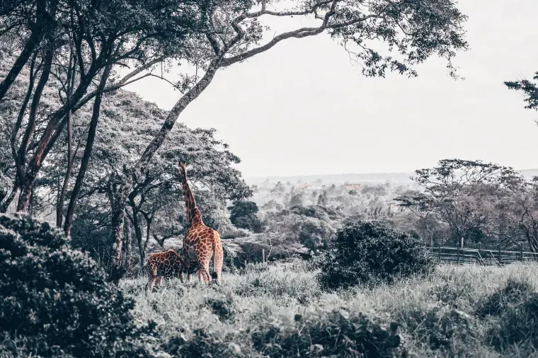 Giraffe Centre, Nairobi