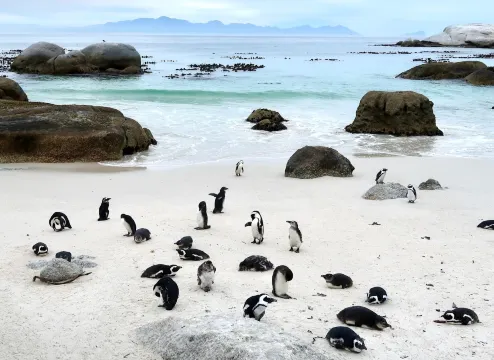 Cape Town Boulders Beach