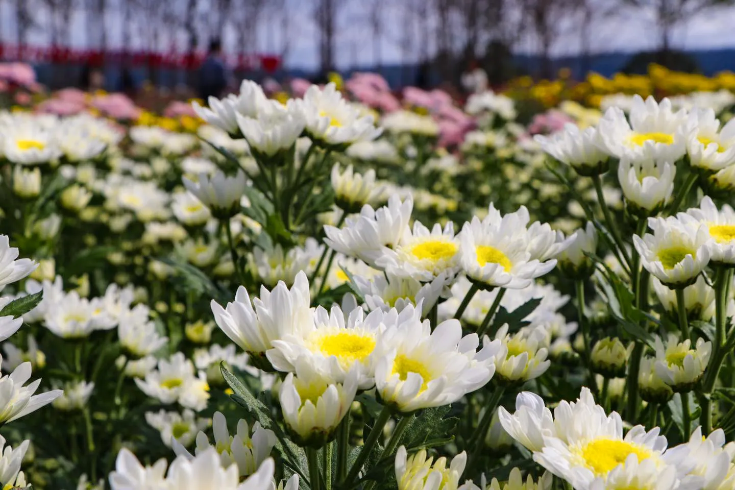 Flora Park - วังน้ำเขียว นครราชสีมา : ดอกไม้สีขาว (Source: ศูนย์เรียนรู้ฯฟลอร่า พาร์ค)