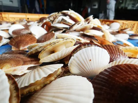 ホタテ,遠別町,北海道