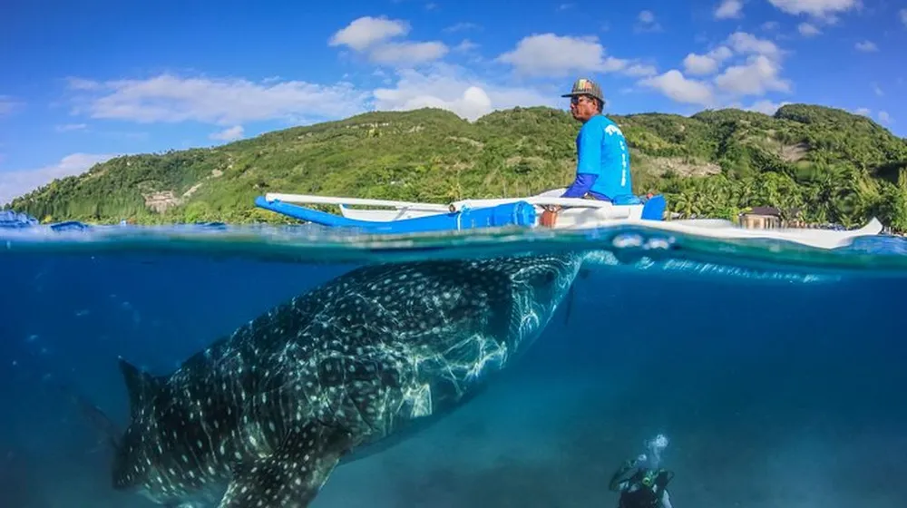 Cebu Oslob Whale Shark Watching