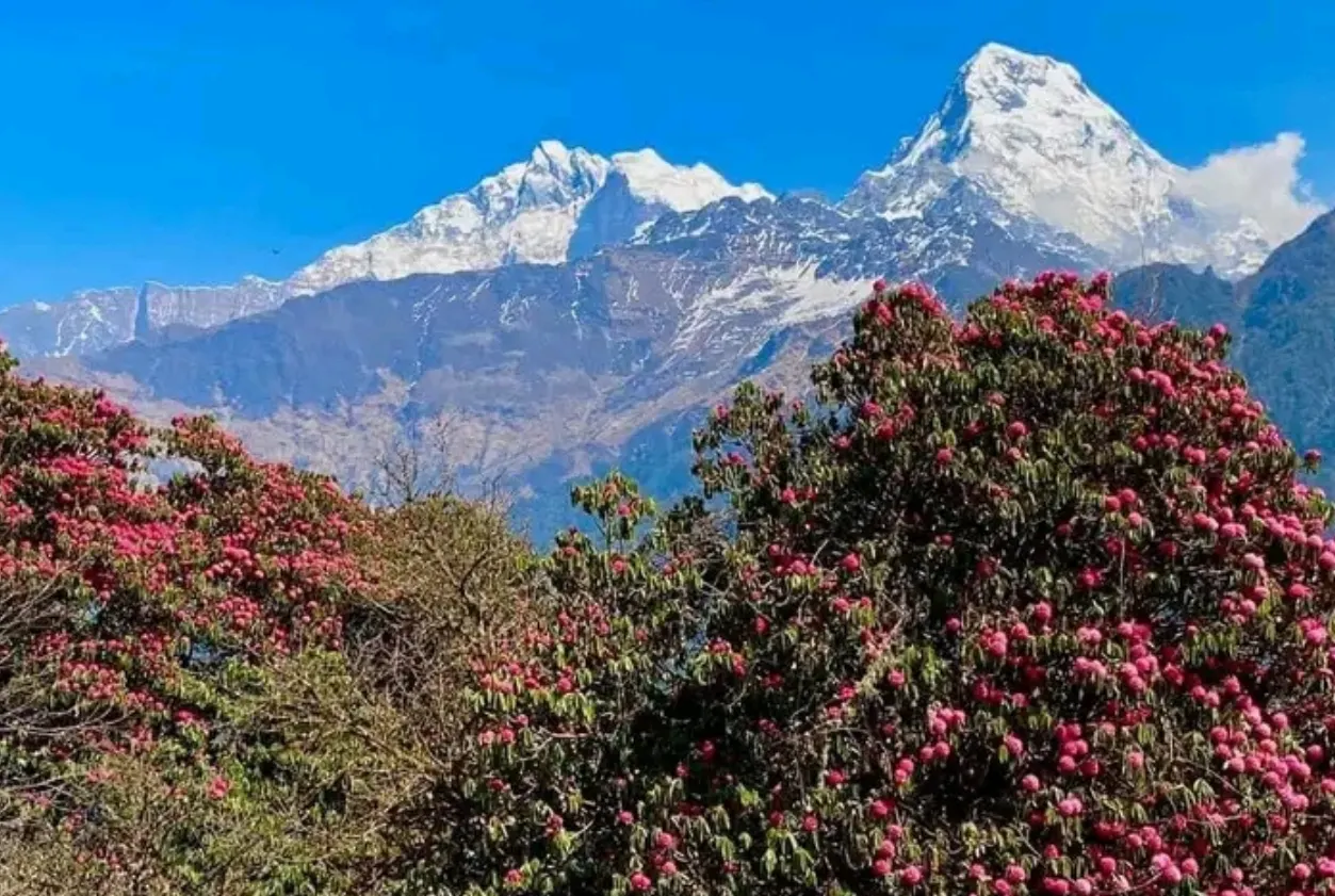 Mount Kanchenjunga, Taplejung. Source: Google Maps@Dipendra Kumar Sahani