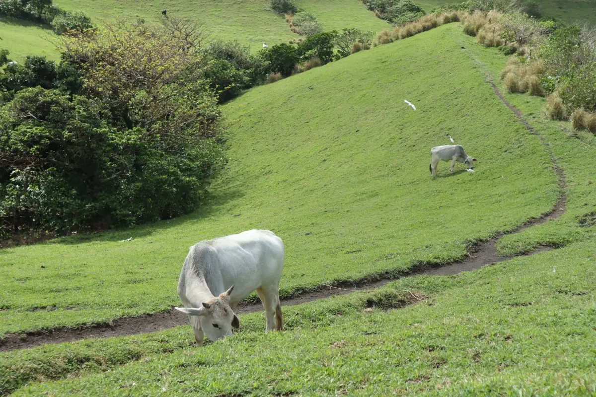 카가얀 Vayang Rolling Hills