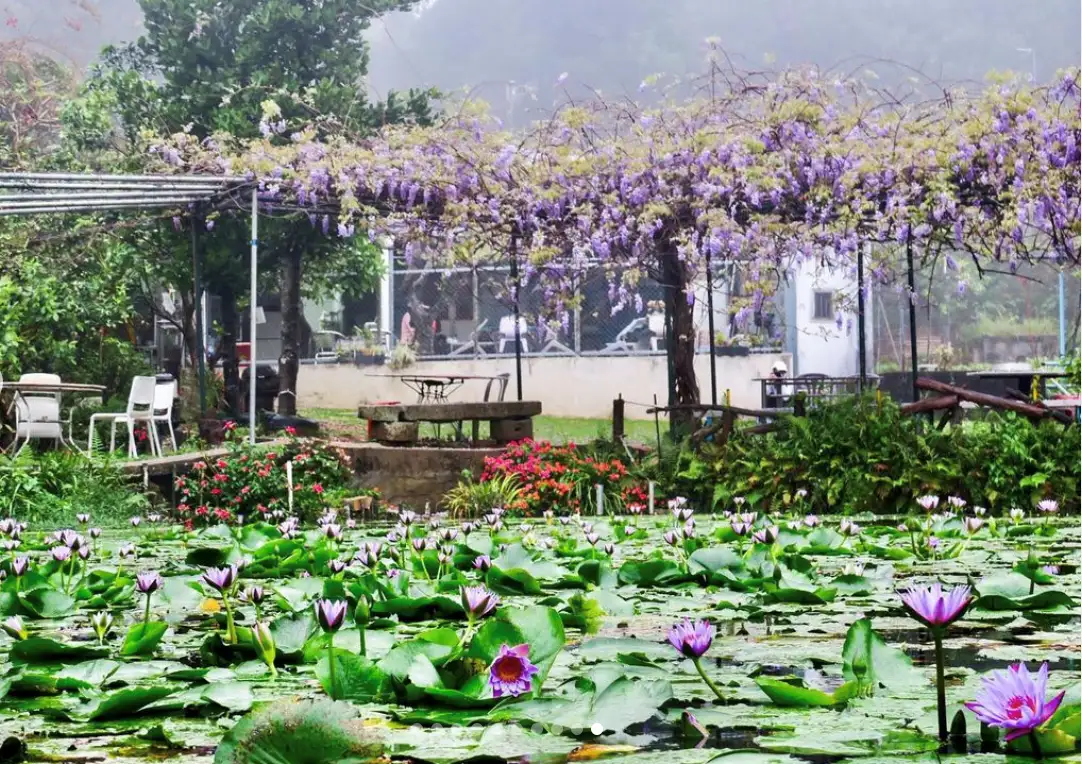 萬紫千紅的喜香農莊，處處都是風景 （Photo source: mcchen325 @instagram）