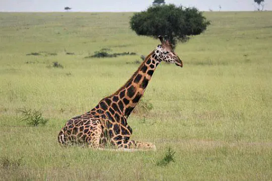 Murchison Falls National Park Safari, near Bulenga