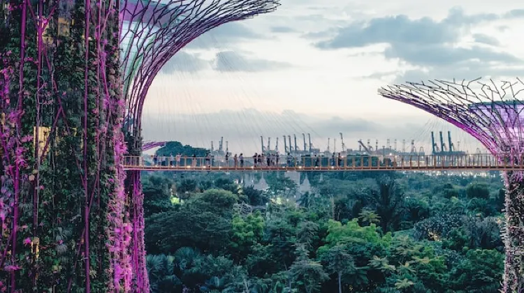 濱海灣花園  圖片來源：unsplash